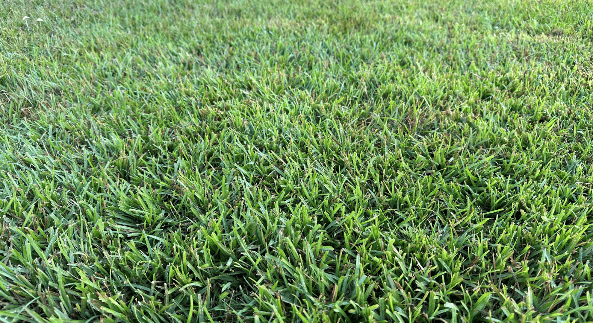 centipede grass
