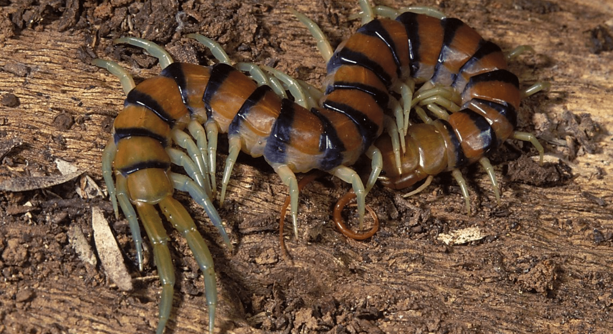 reddish-brown centipede with many legs crawling on a wood bark