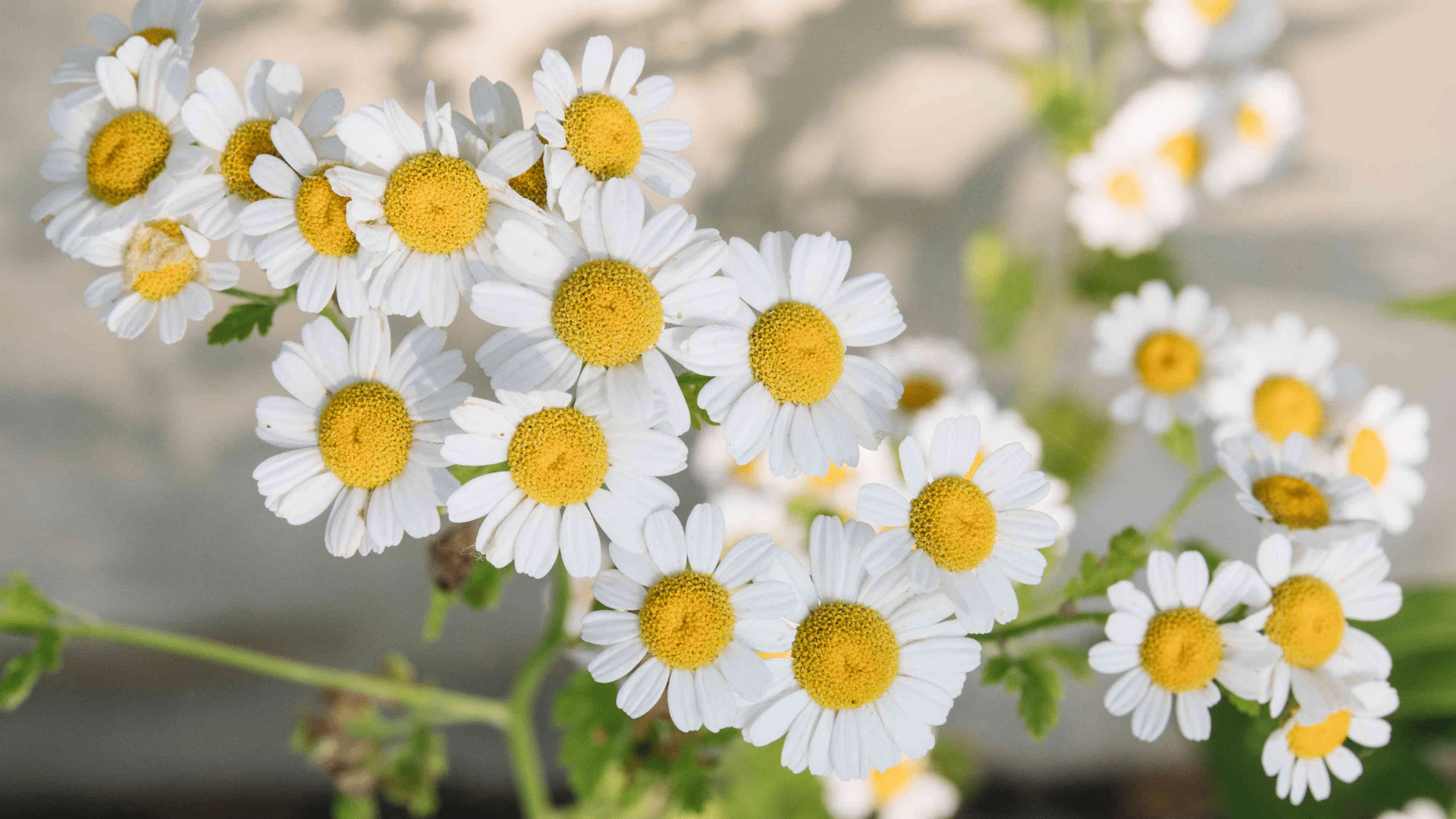 chamomile