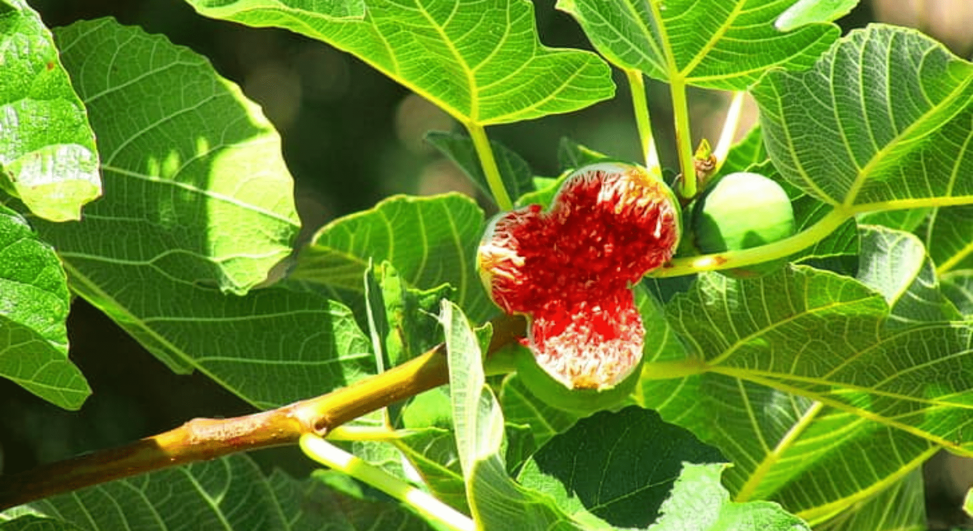 a chicago hardy fig in the outdoors showing bright red flesh in the sunlight