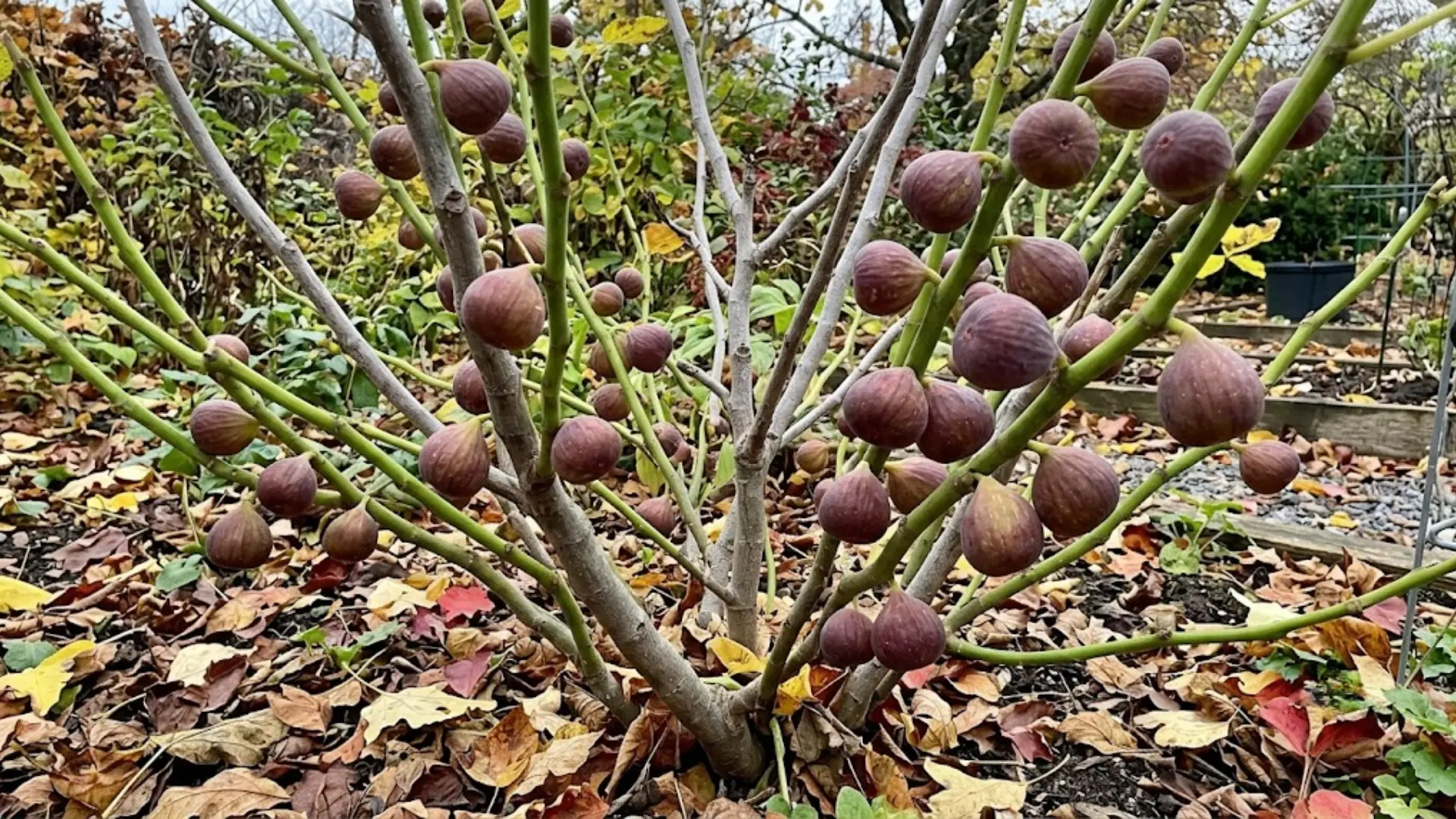 chicago hardy fig fruit growing on new wood in a cool garden