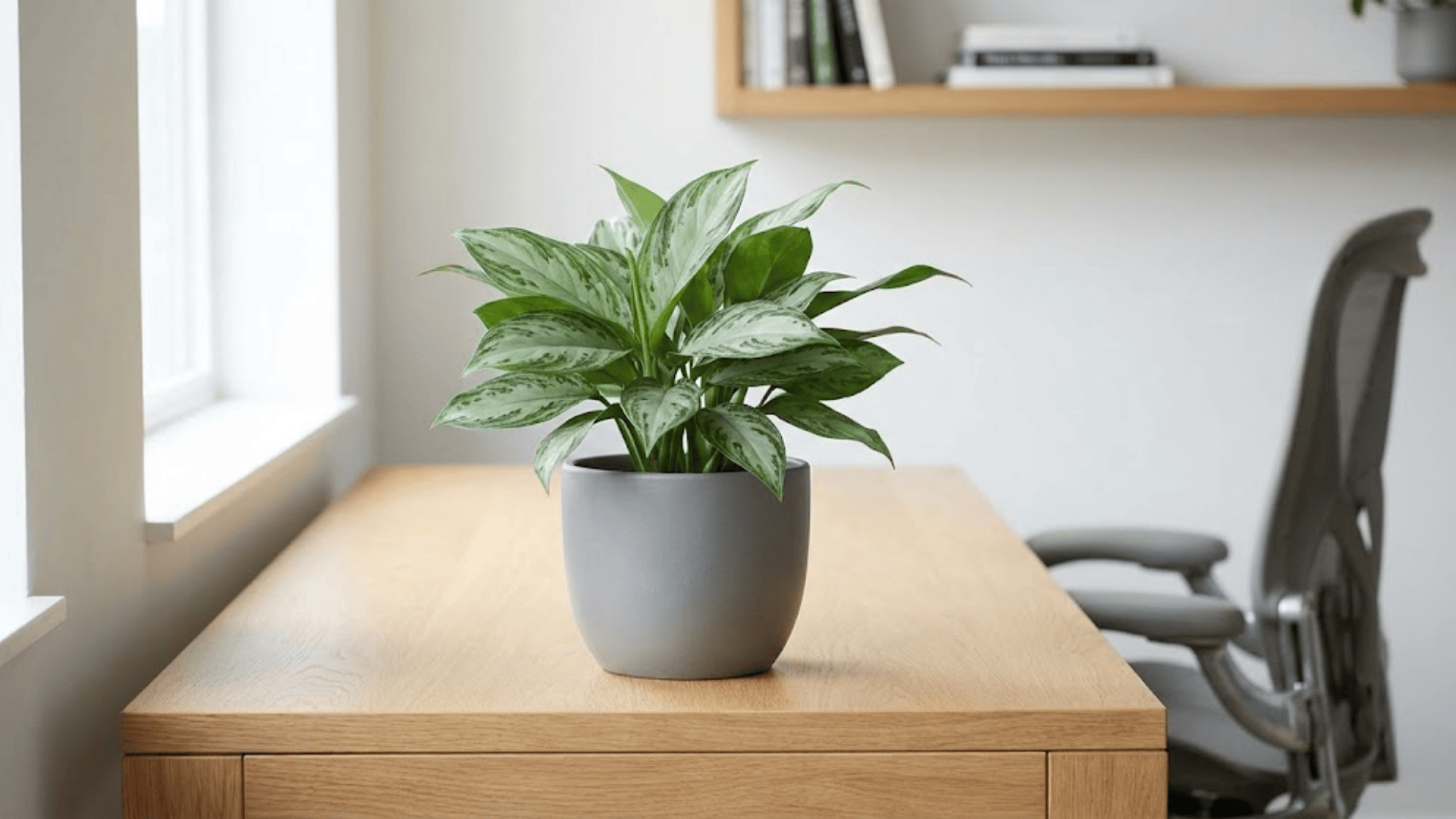 chinese evergreen