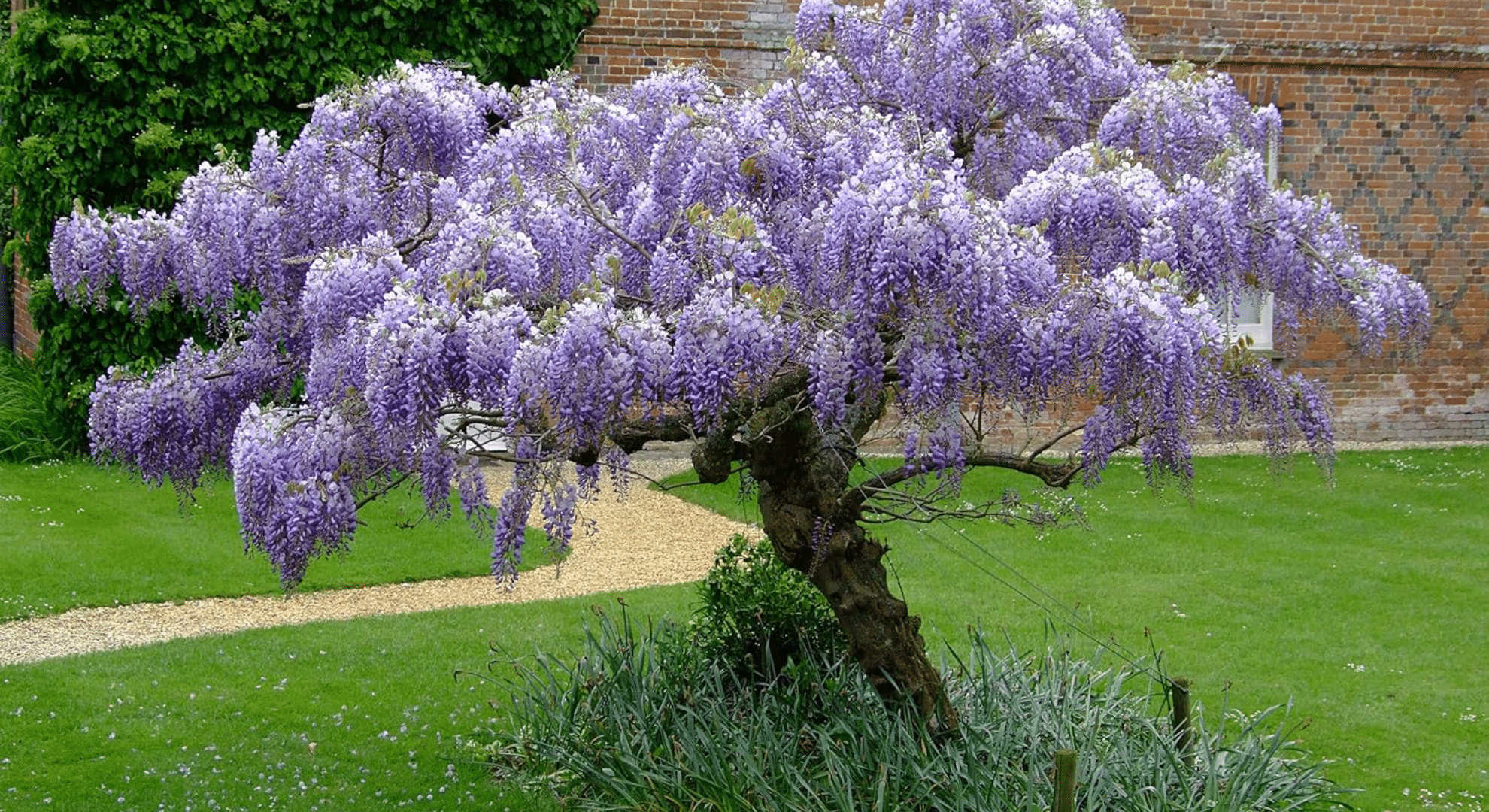 chinese wisteria