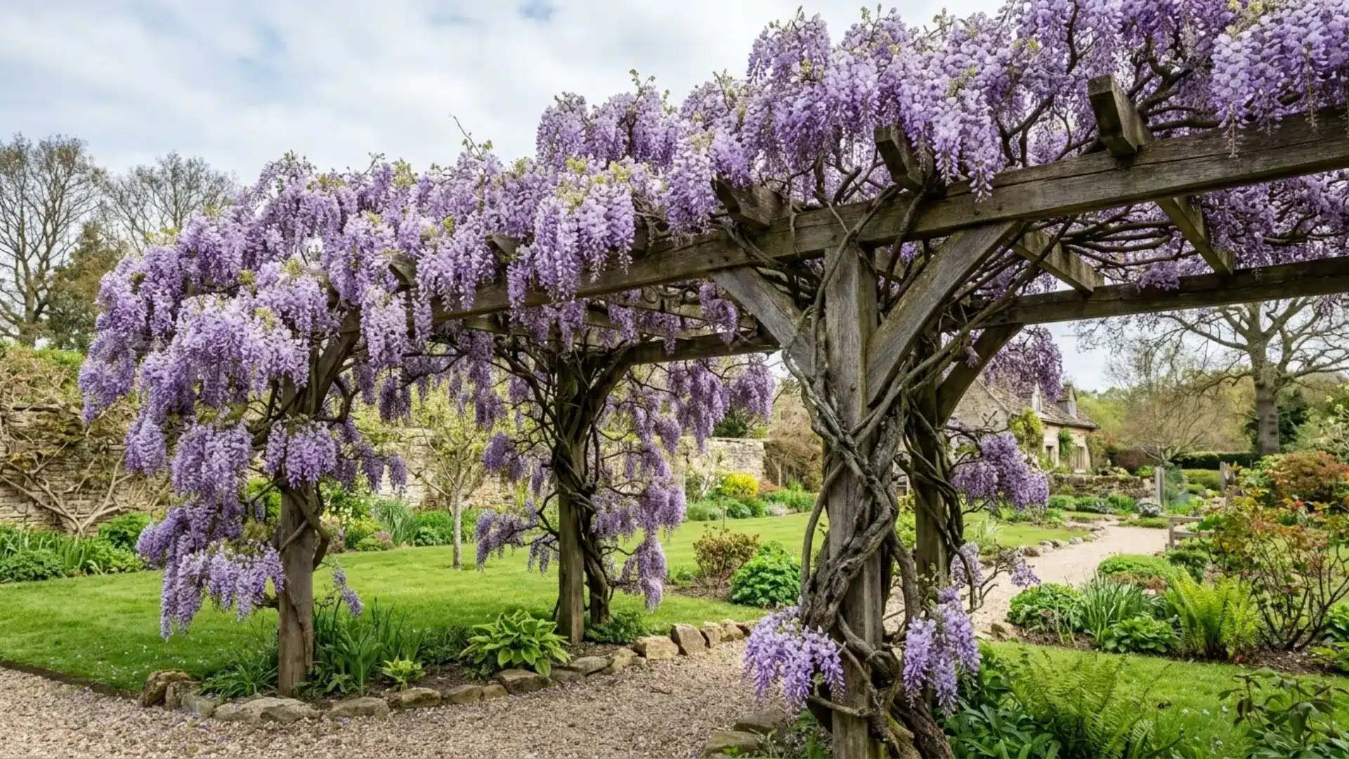 chinese wisteria vine in full bloom draping over a wooden pergola in spring