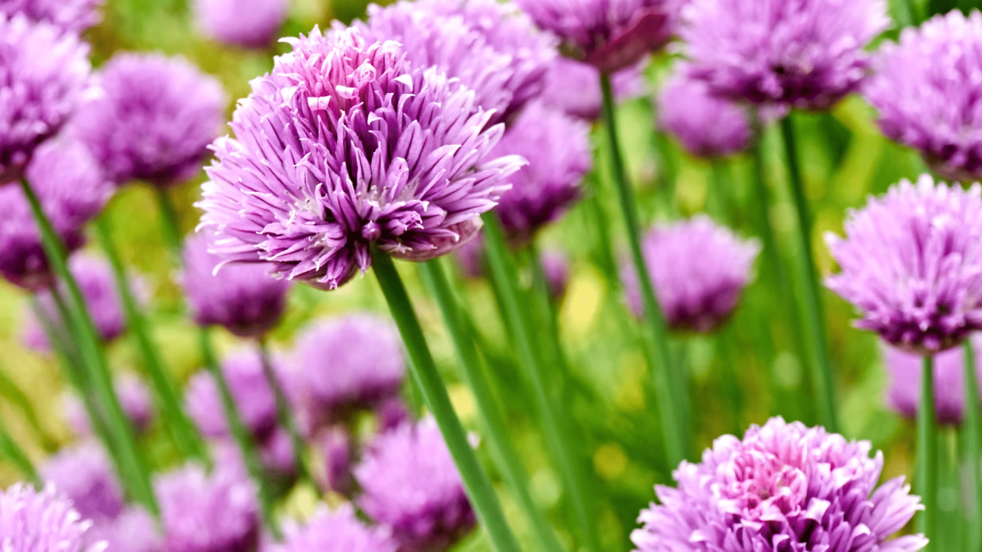 chive blossoms