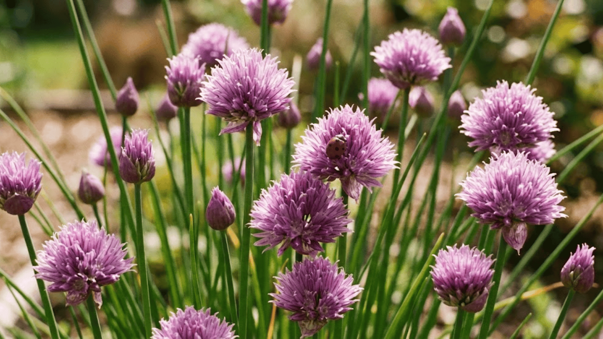 chives