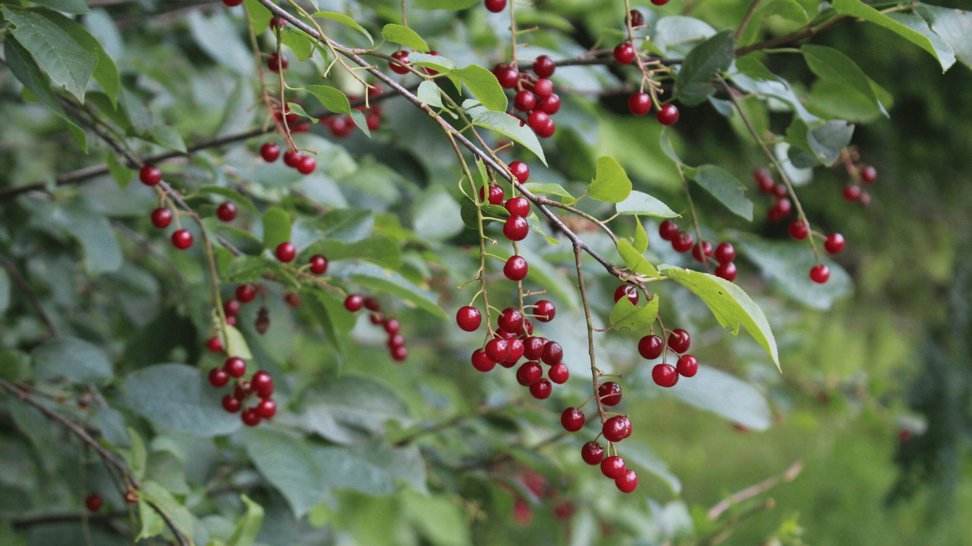_chokecherry