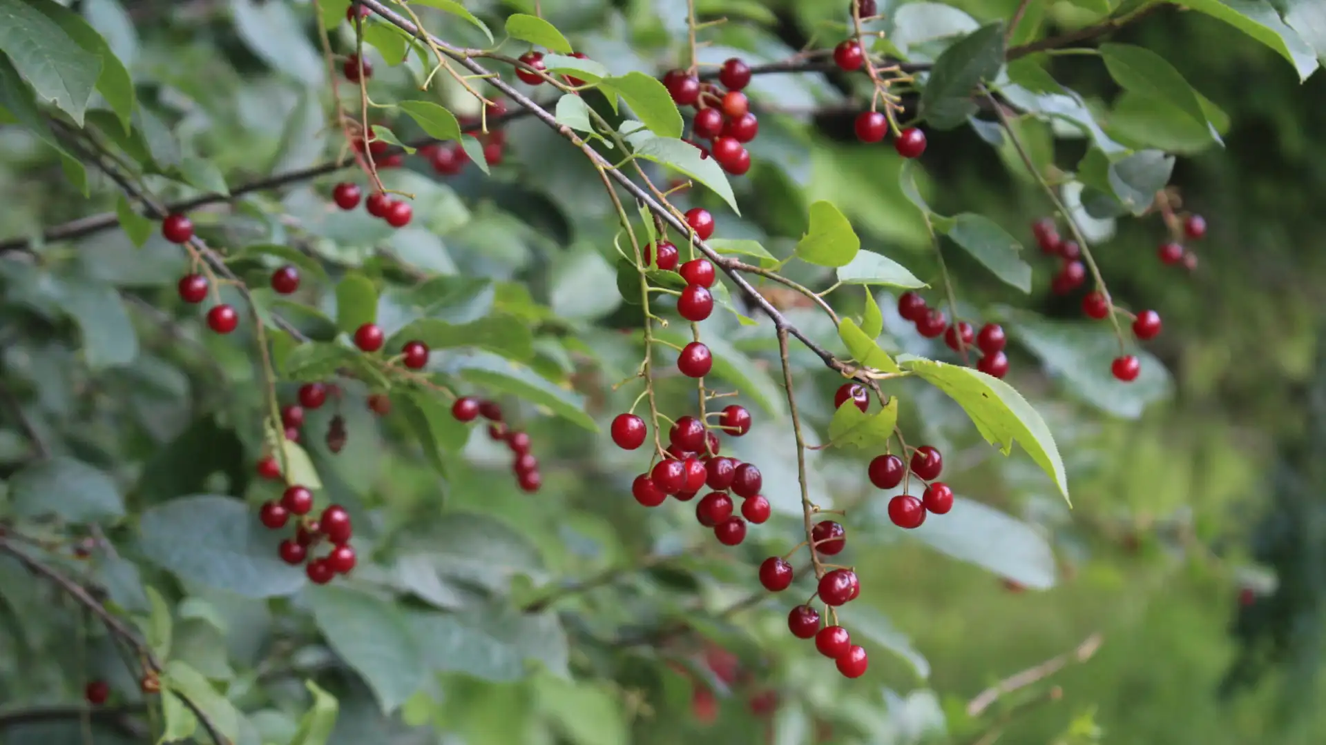 bright red chokecherries growing in clusters on leafy branches