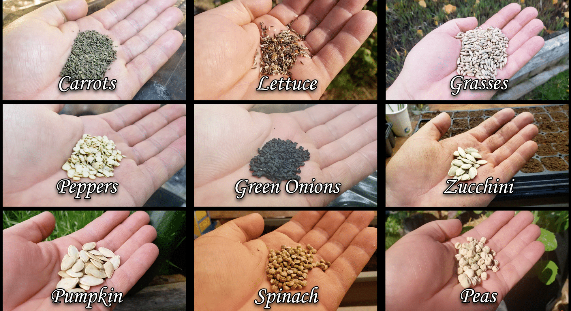 choose indoor friendly crops