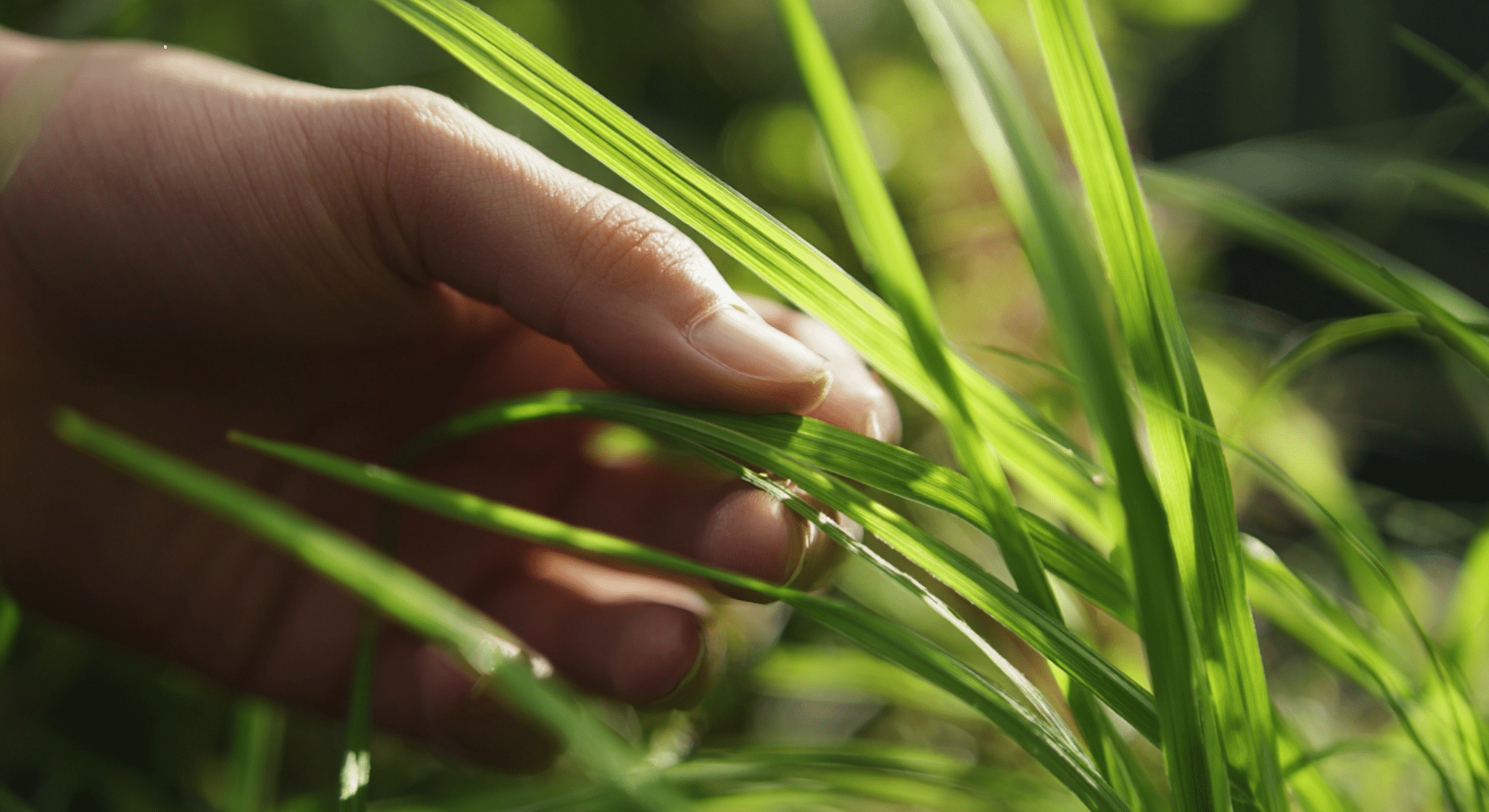 choosing the best grass type for your lawn