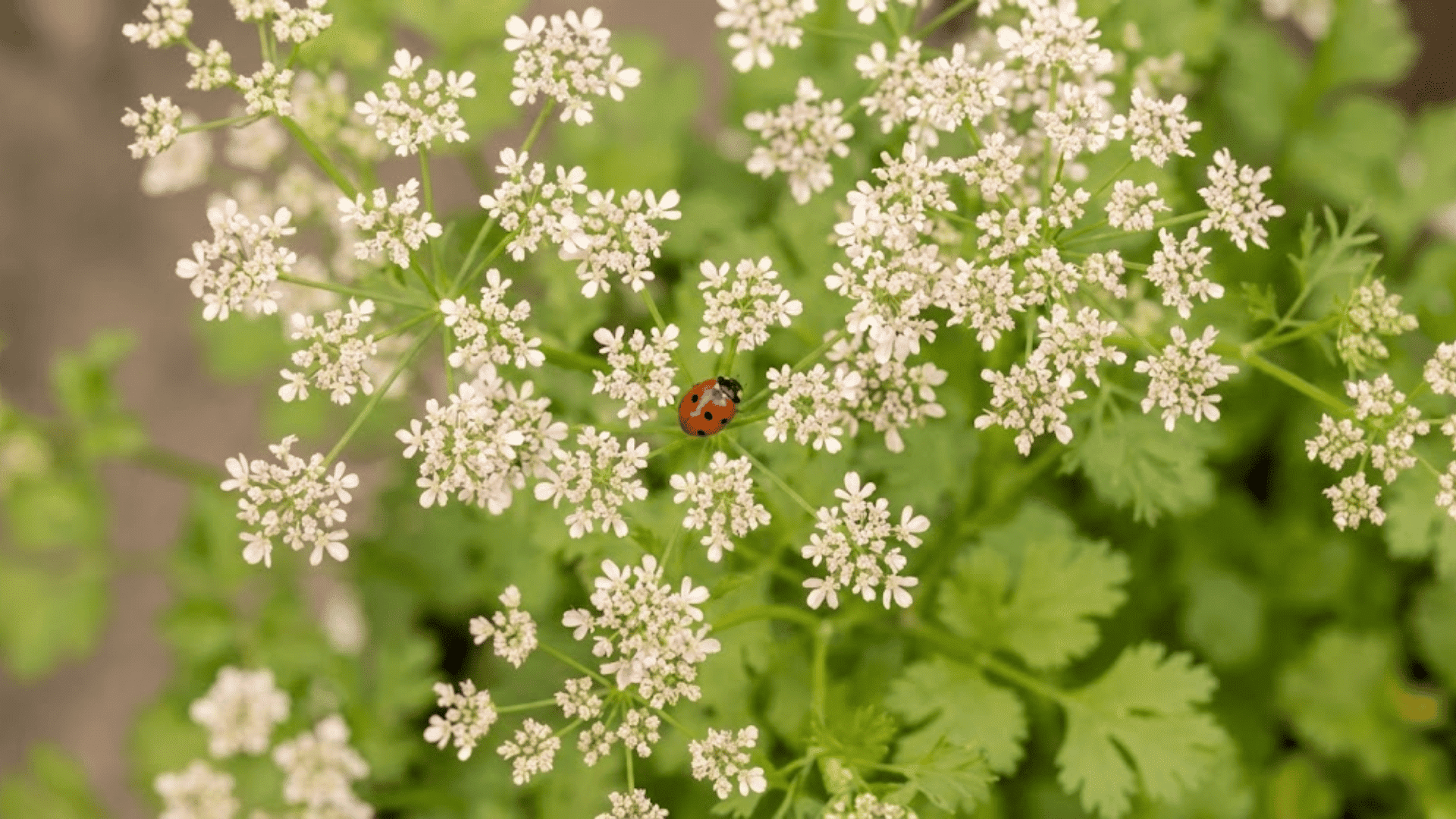 cilantro