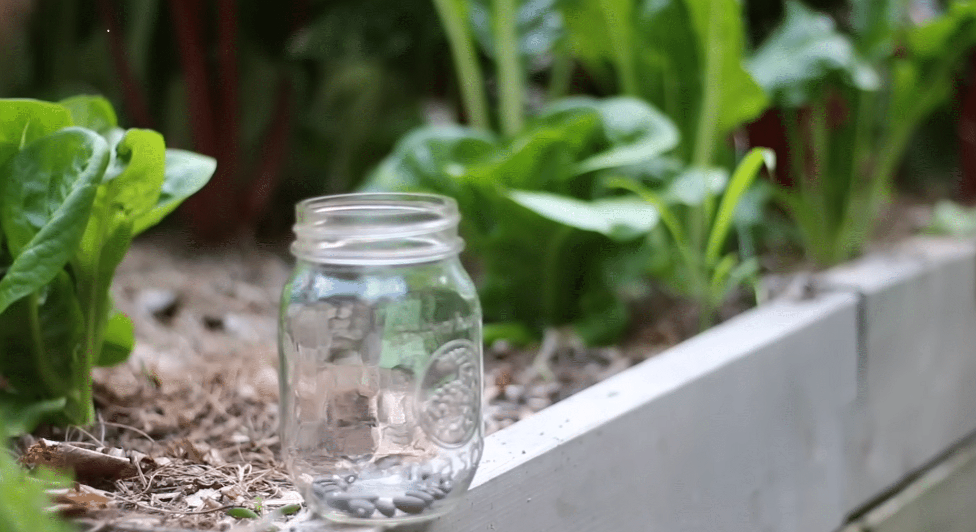 use inoculant to help beans grow