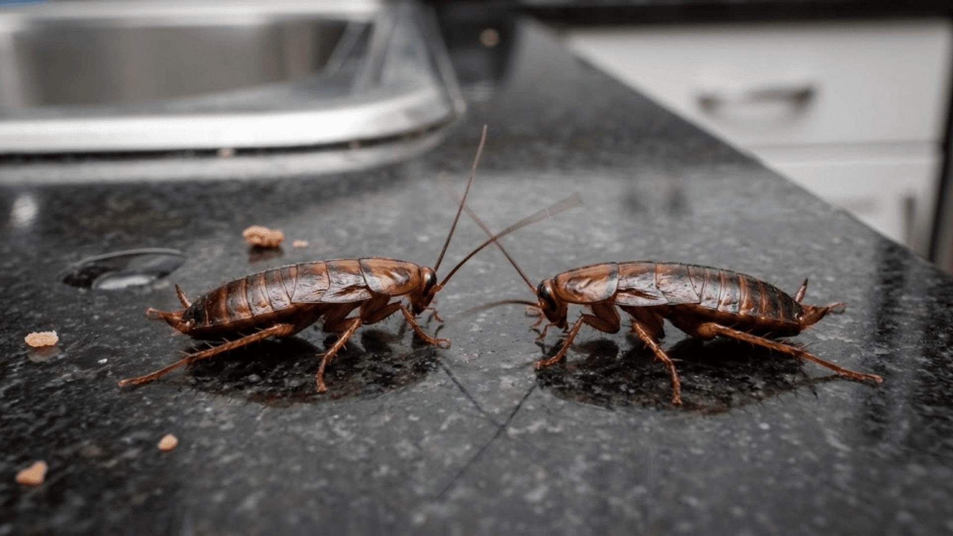 macro photo of baby cockroach nymphs on dark kitchen counter showing brown segmented bodies and long antennae crawling