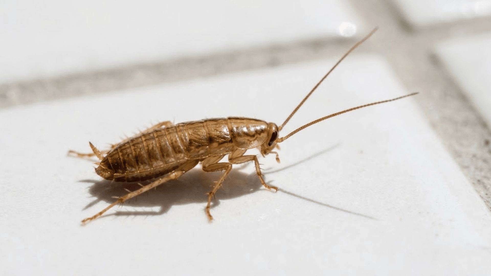 young cockroach nymph with long antennae on white tile confused with bed bug