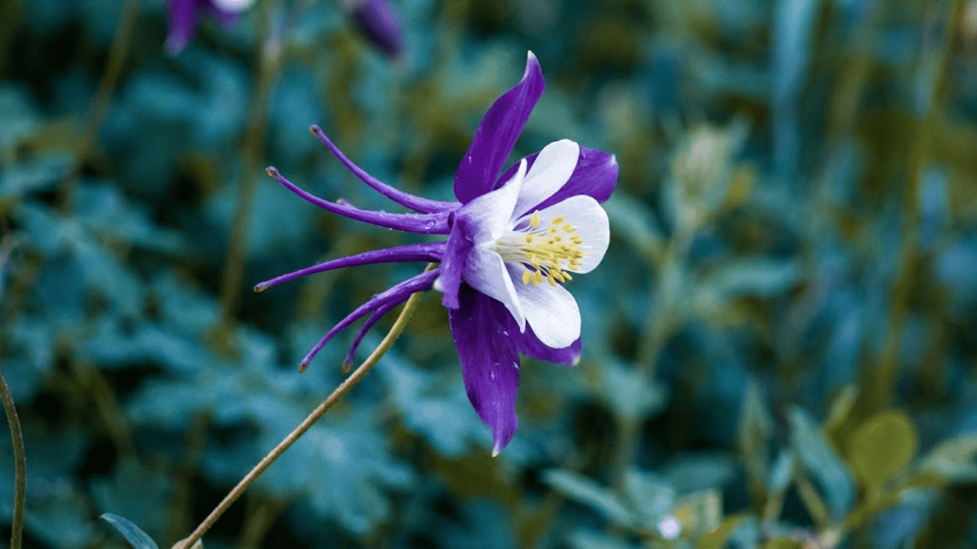 columbine