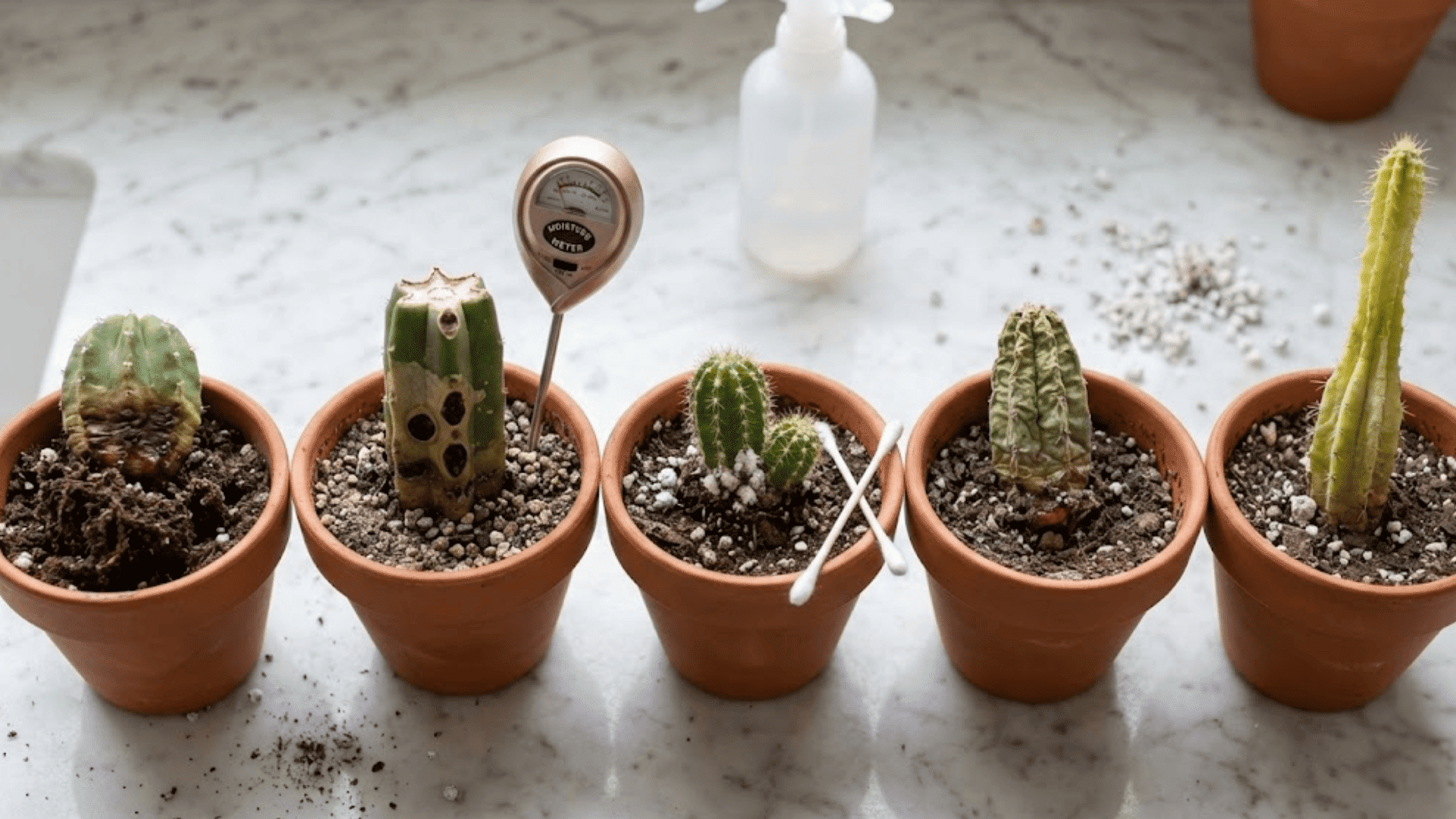 Common Cactus Propagation Problems & How to Fix Them