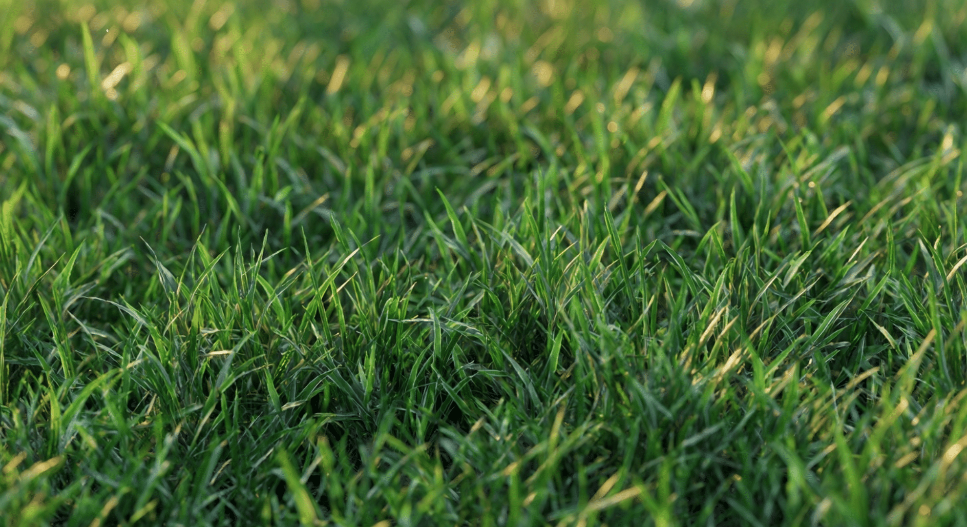 cool season grasses