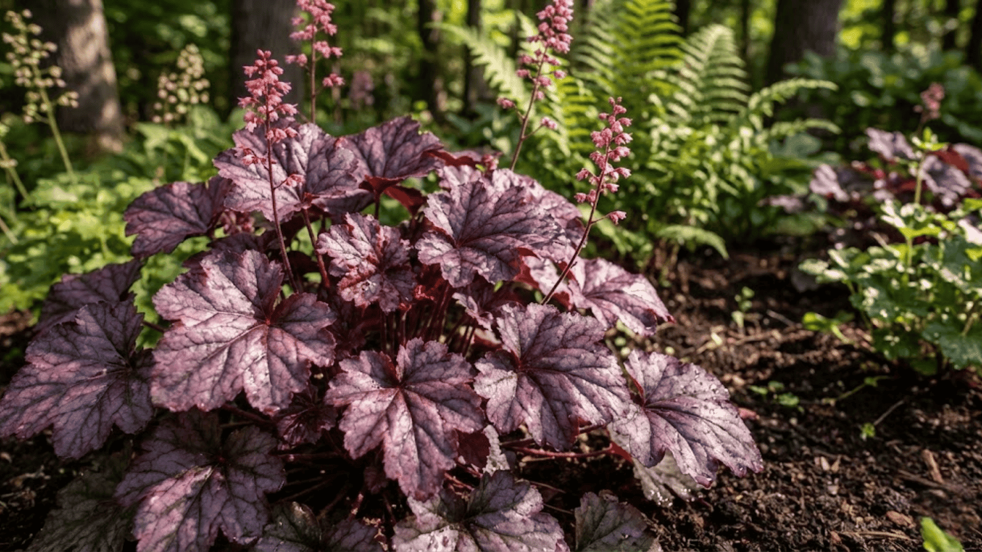 coral bells heuchera