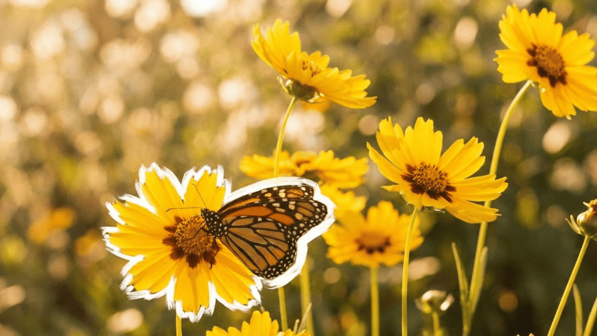 coreopsis