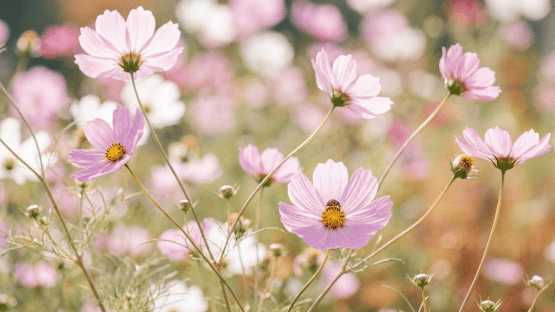 cosmos