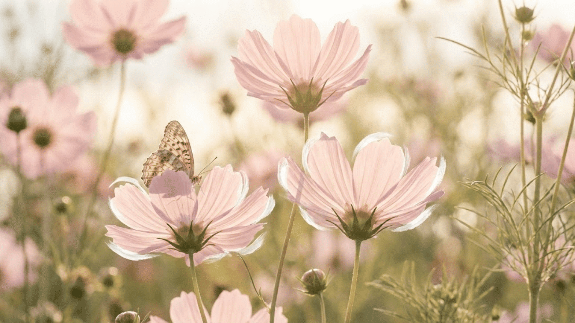 cosmos