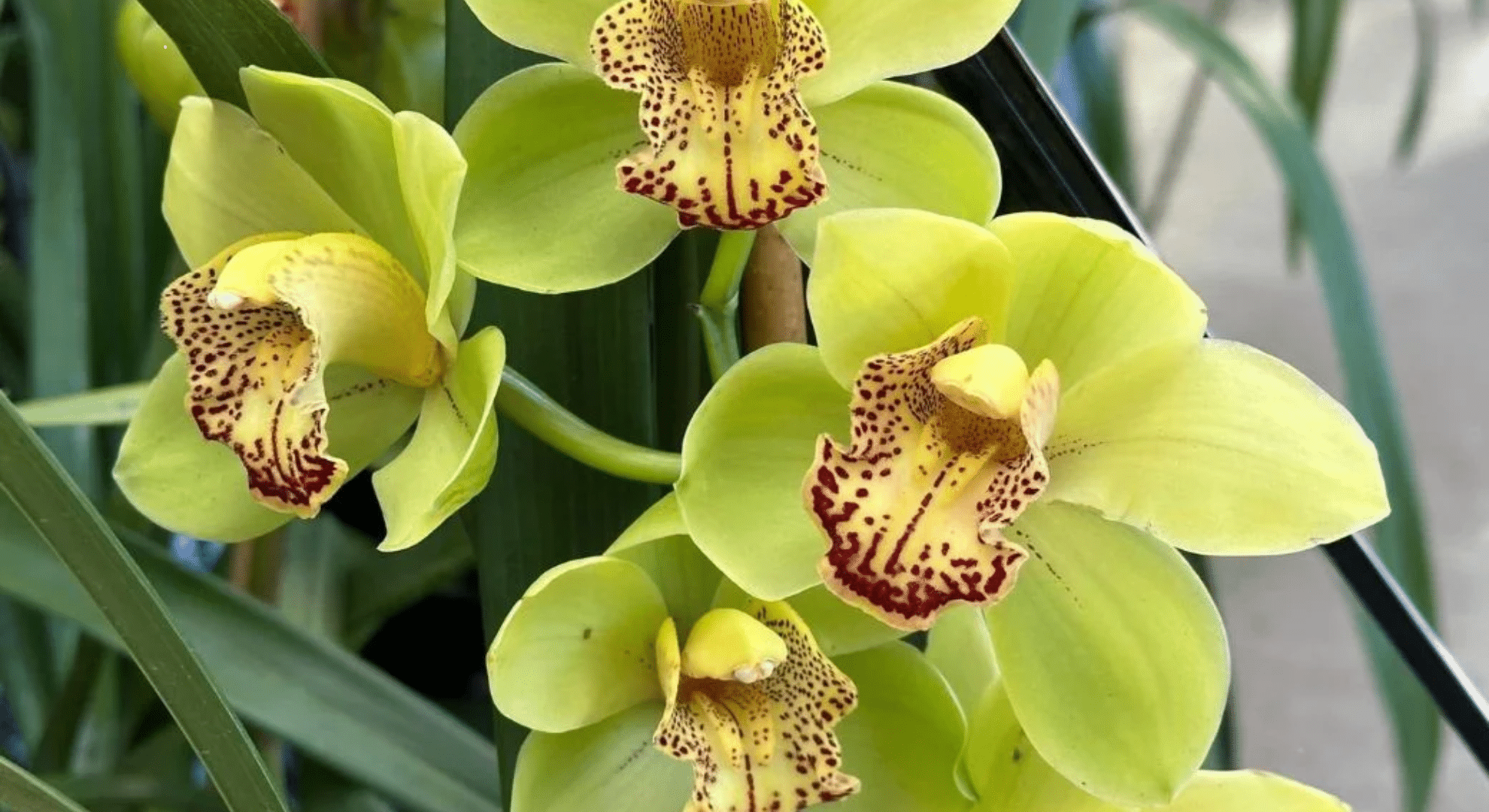 cymbidium orchids