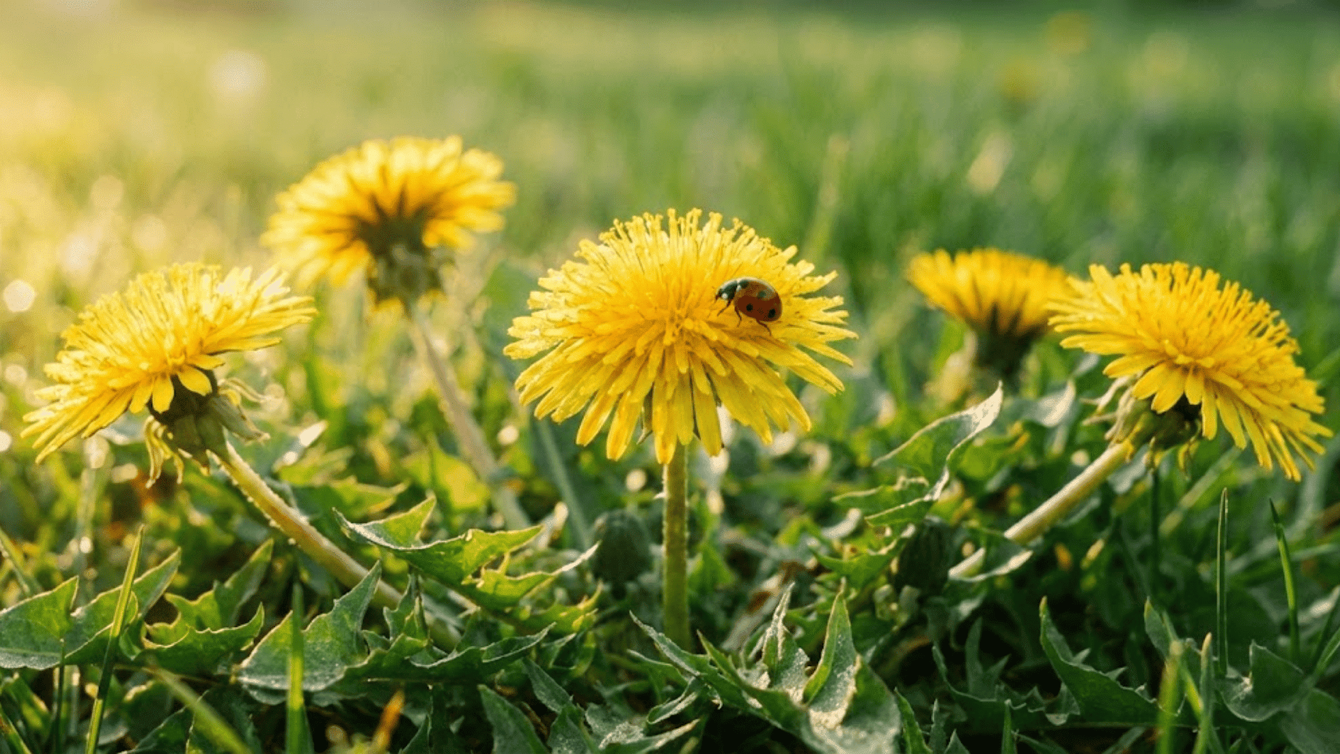 dandelions