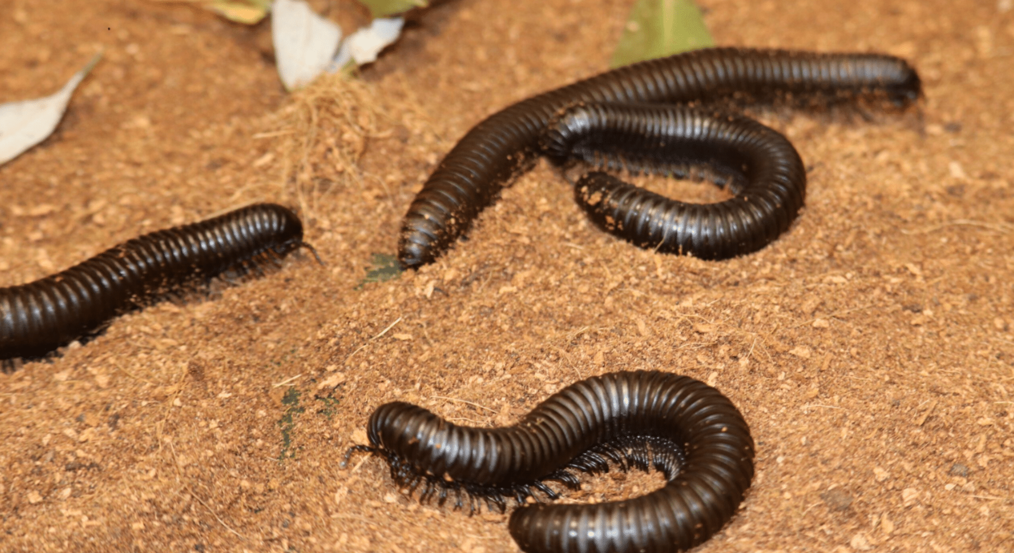 dark brown millipede with segmented body moving slowly through soil