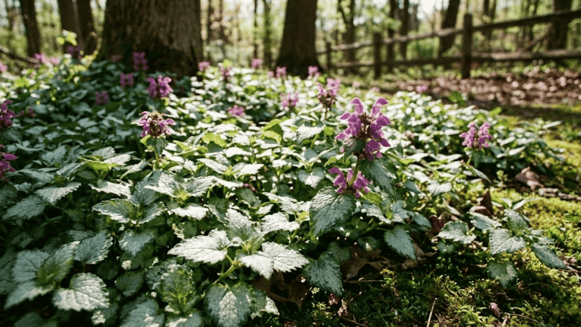 dead nettle lamium