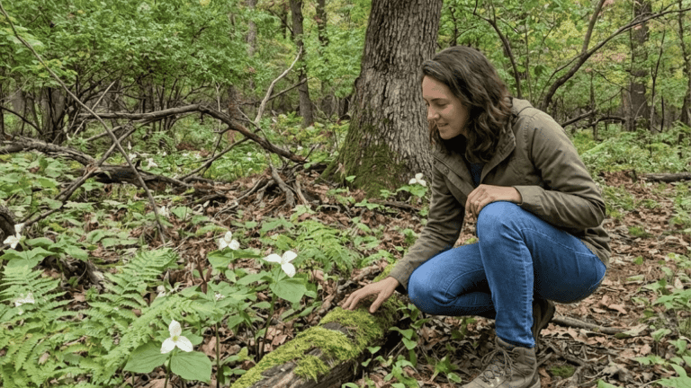 deciduous forest plants explained climate types examples