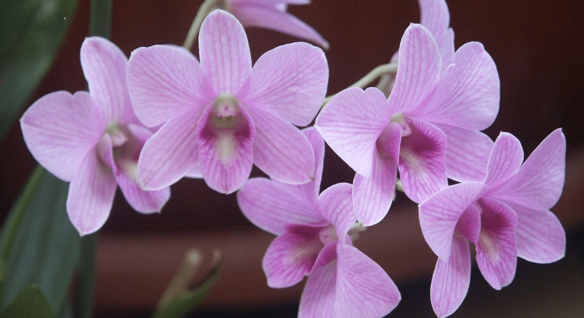 dendrobium orchids