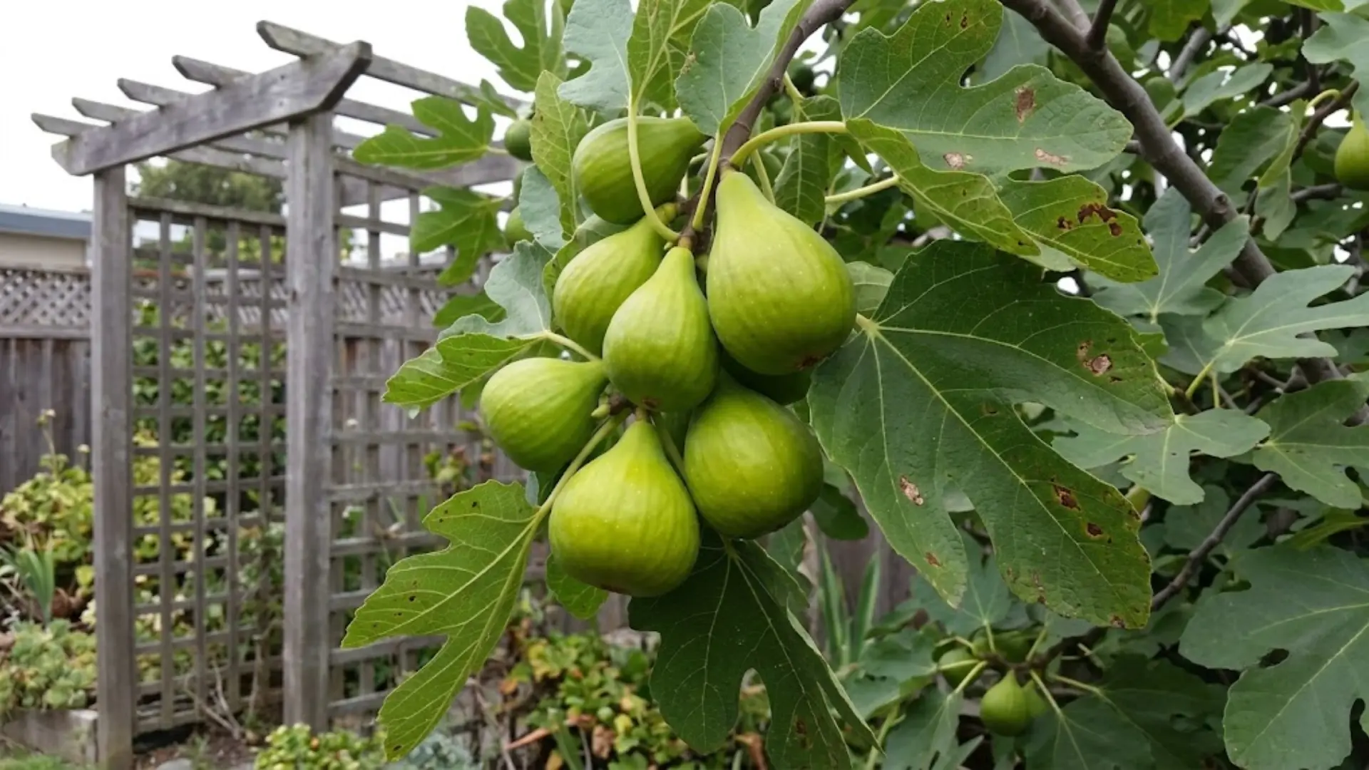 green desert king figs on a branch in a coastal backyard garden