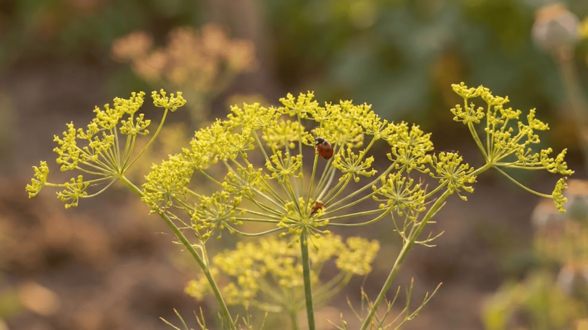 dill