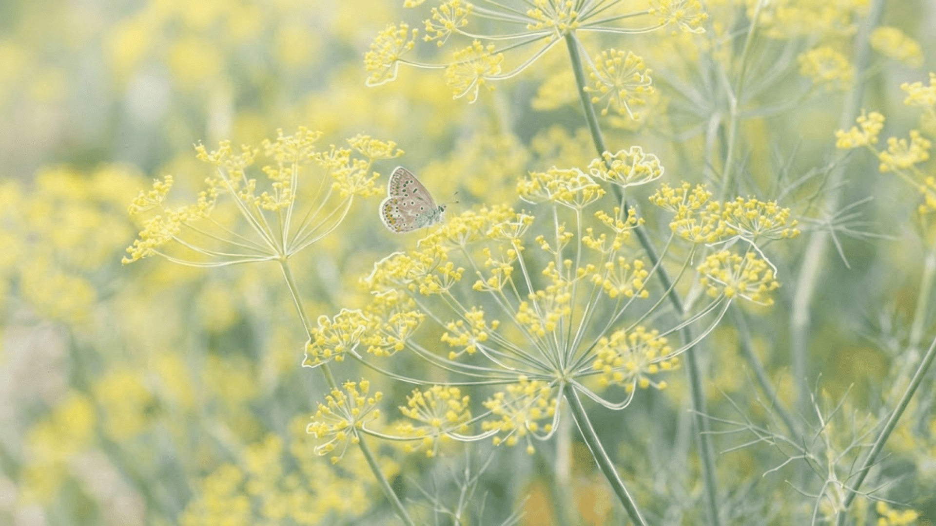 dill