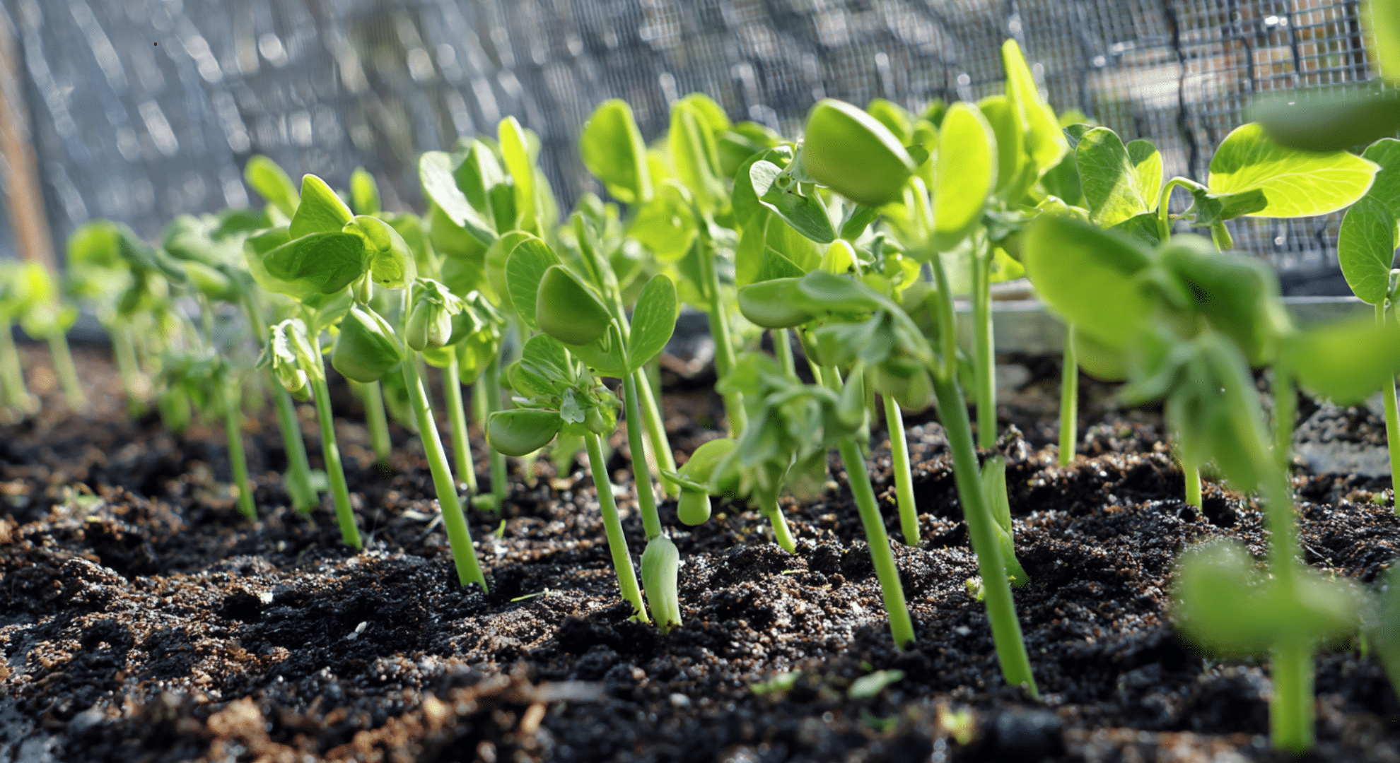 Direct Sowing Outdoors
