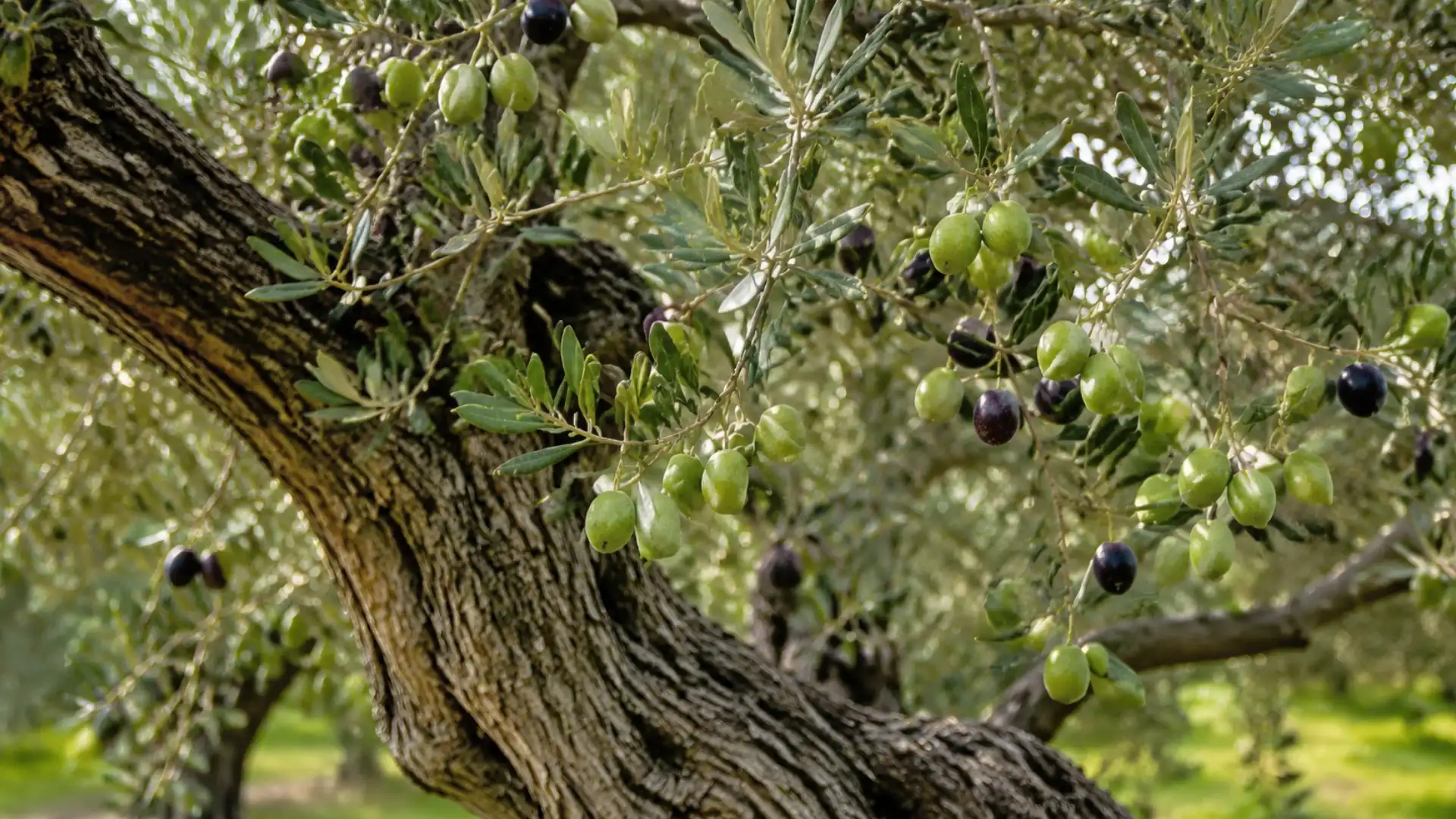 close up of an olive tree with a twisted trunk and branches carrying green and ripe black olives