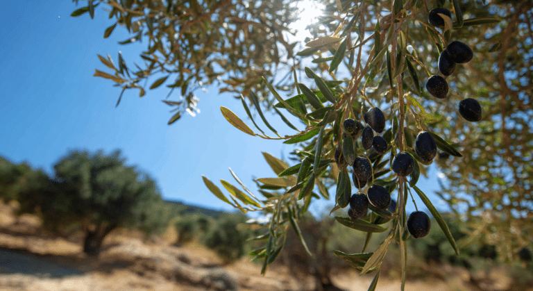 Do Olives Grow on Trees?