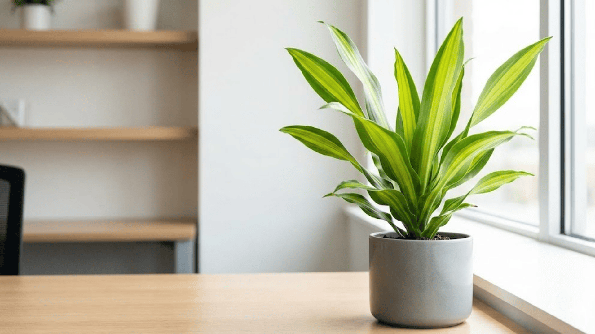 dracaena lemon lime