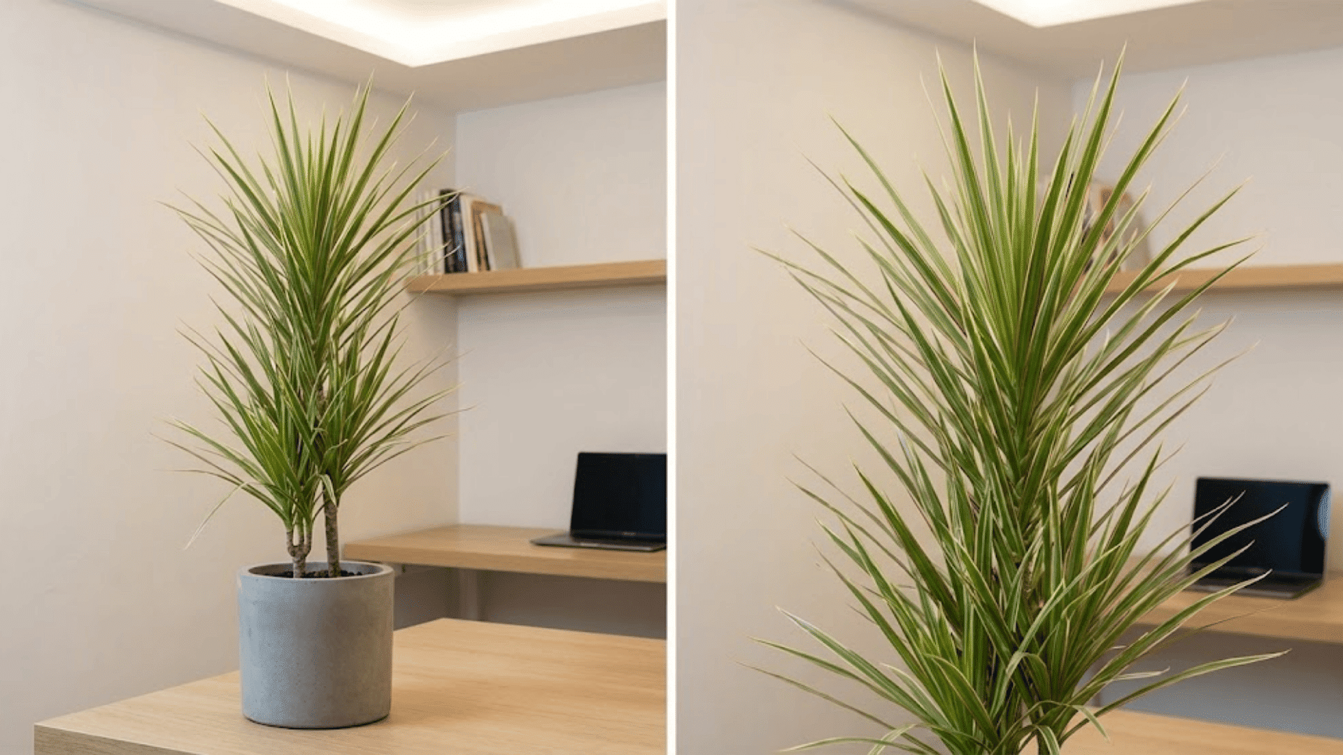 dracaena