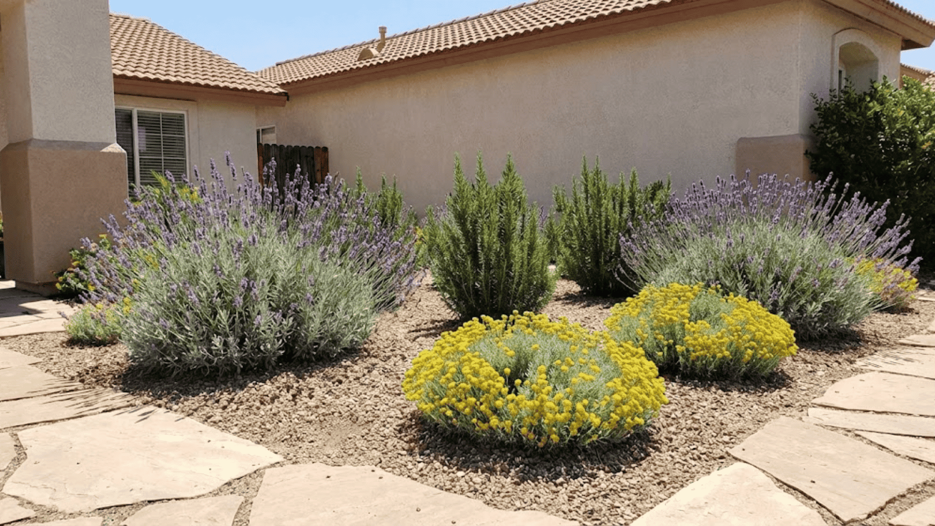 drought tolerant mediterranean bed