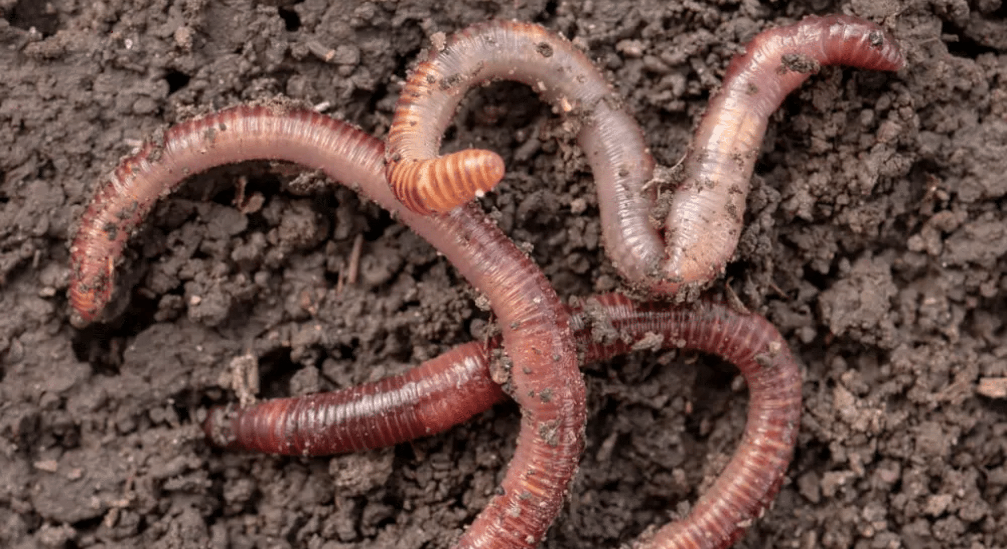 pink earthworm wiggling through rich dark soil showing healthy soil life