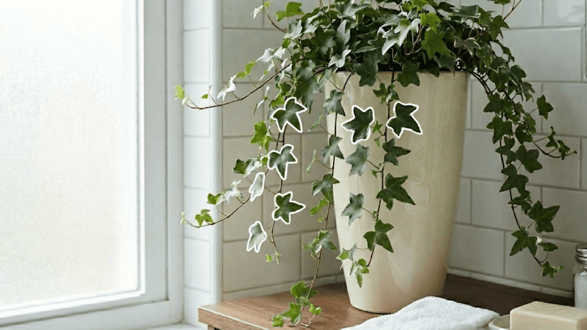 english ivy