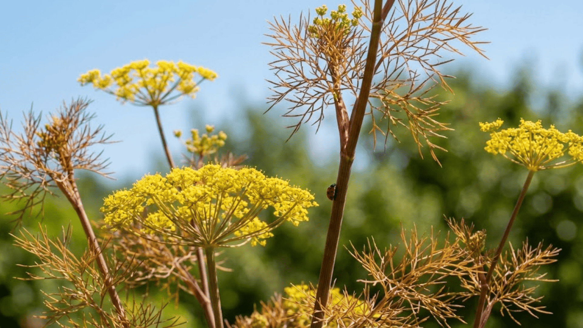 fennel