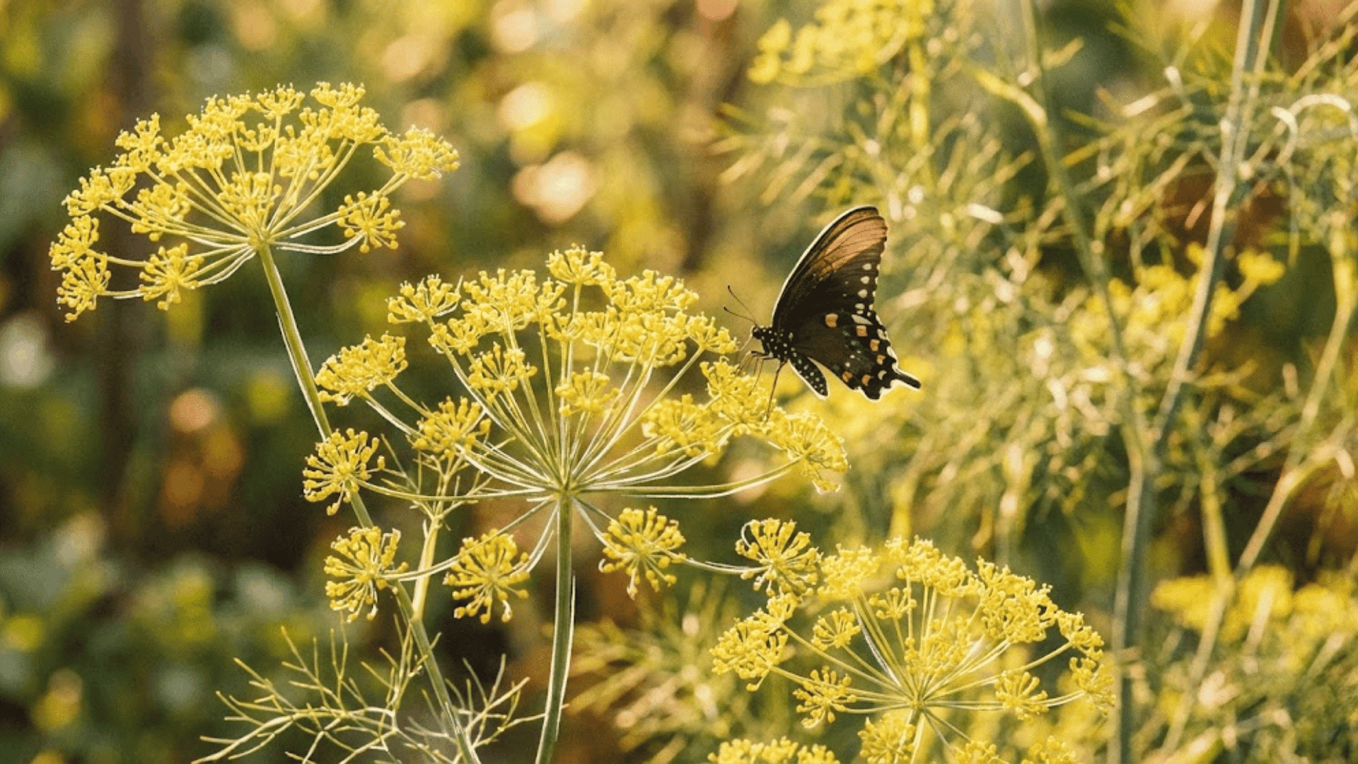 fennel