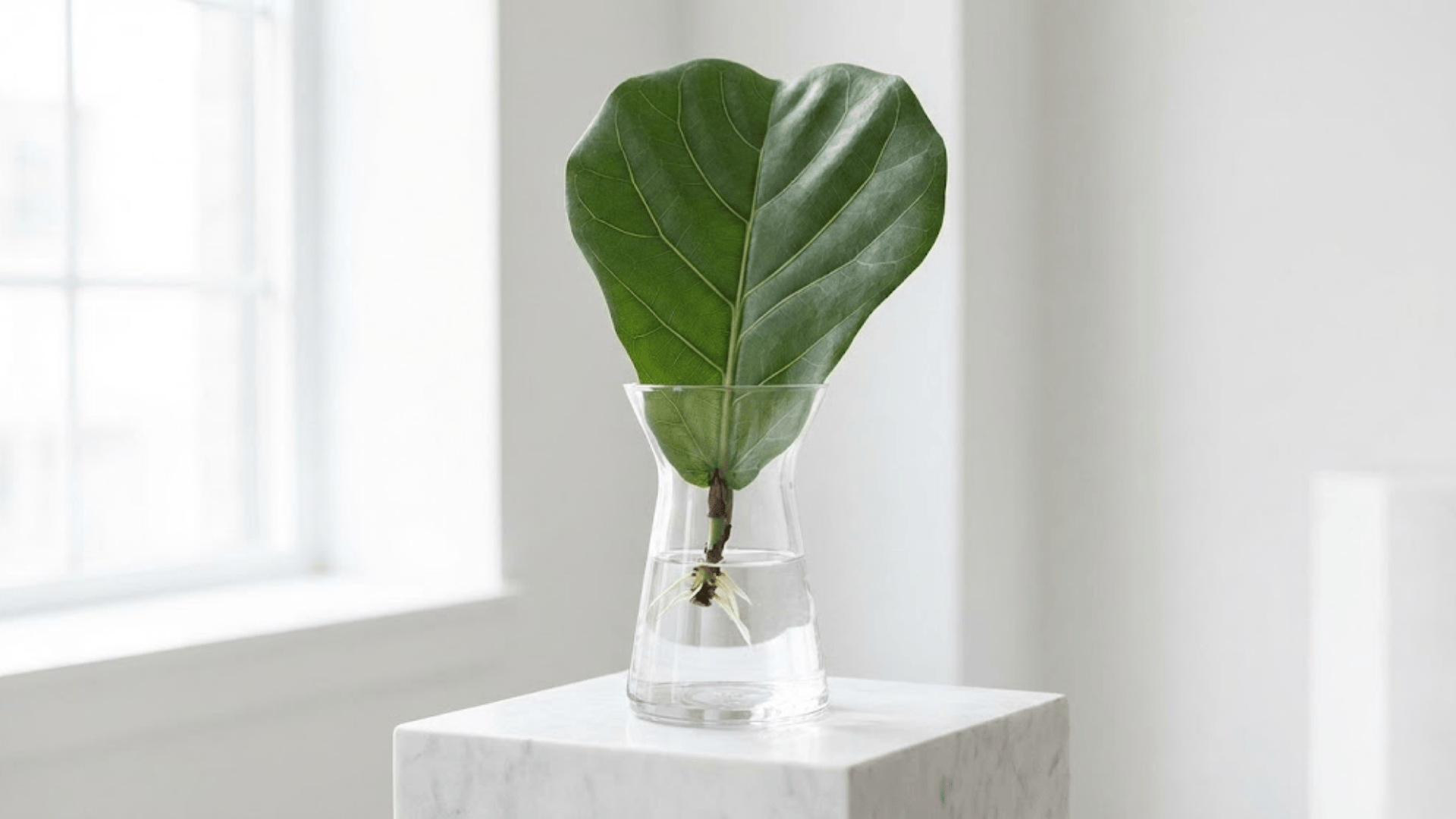 fiddle leaf fig