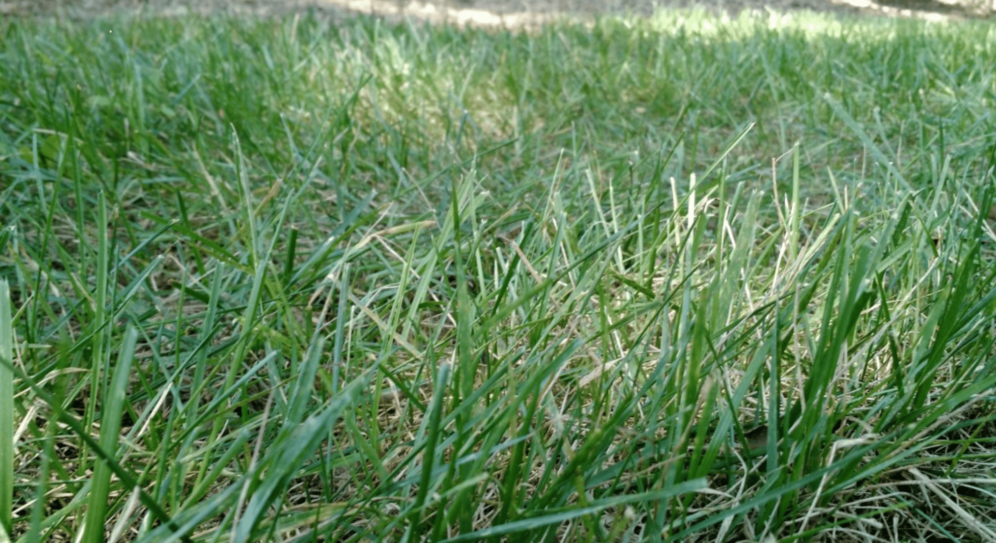fine fescue