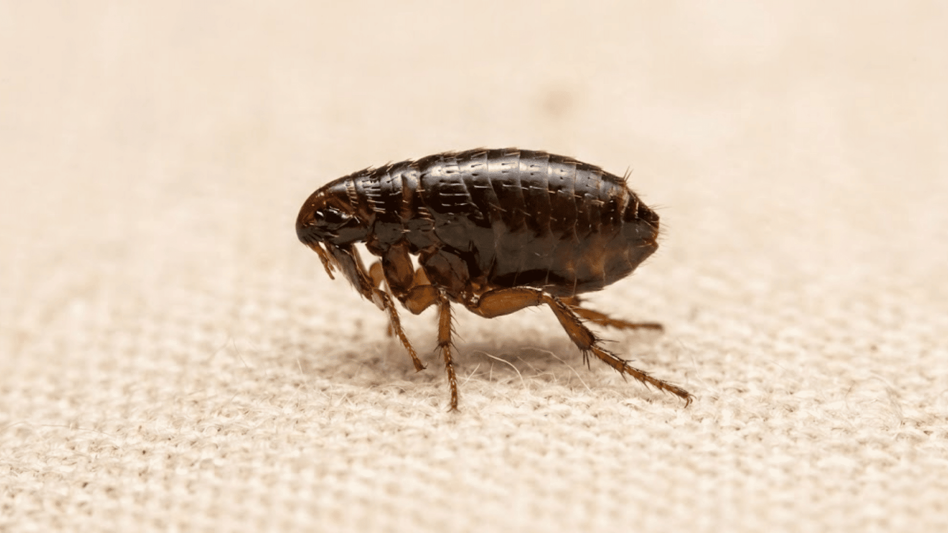 dark brown flea with jumping legs on beige fabric showing flat compressed body