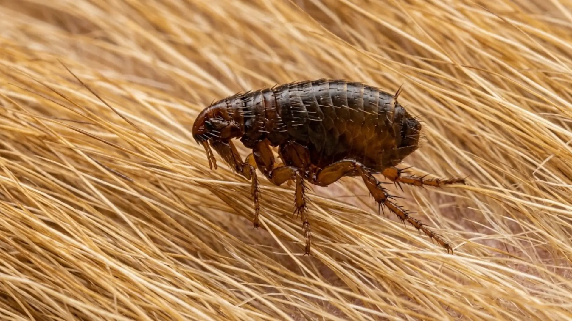 photo of a flea gripping onto short pet fur strands
