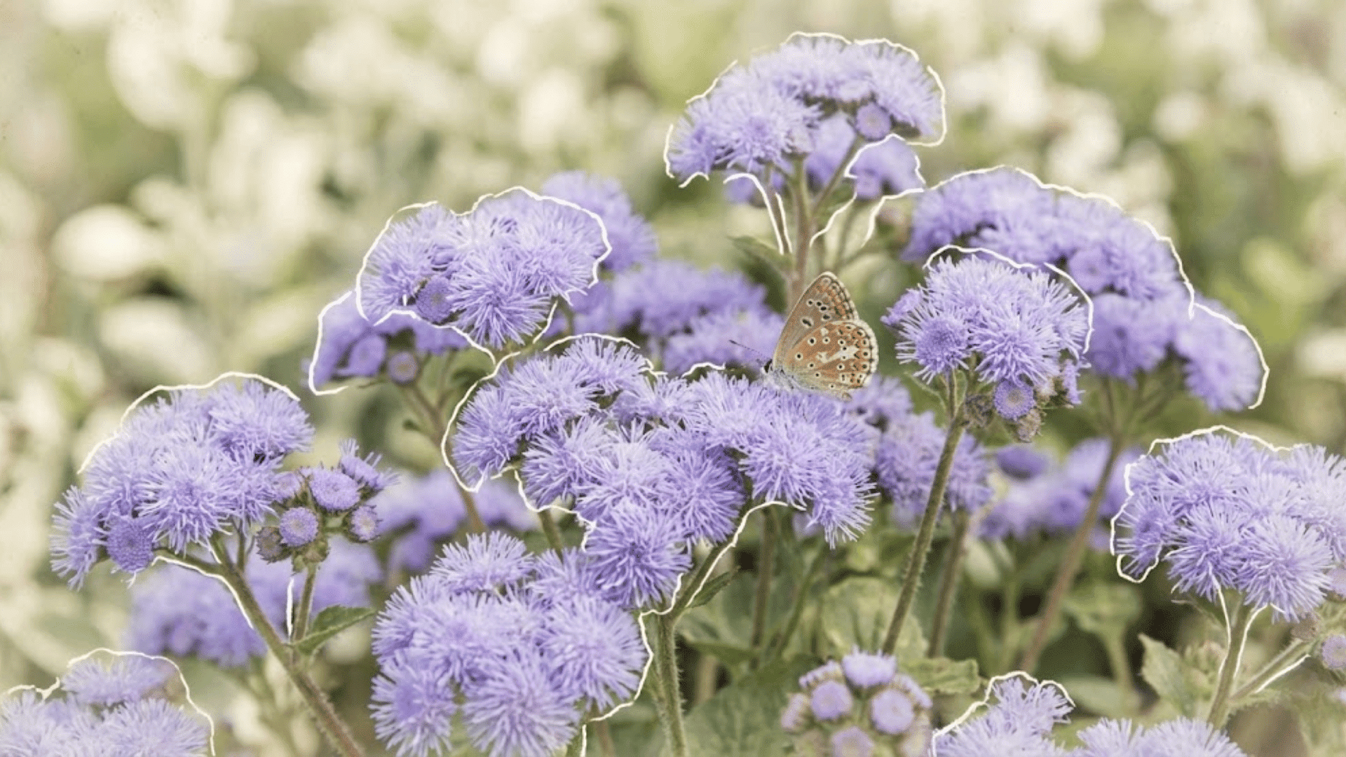 floss flower