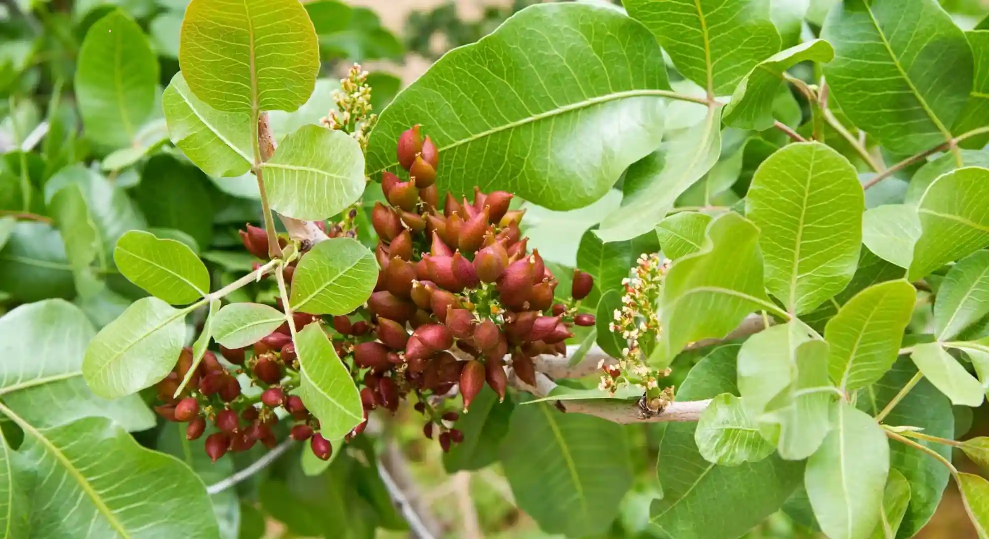 pistachio tree branches showing flowers and early pollination process in orchard
